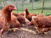Free Range Chickens – Laying Hy-line Pullets - 16 Weeks Old