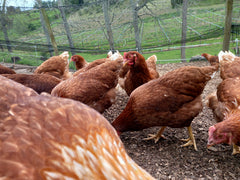 Free Range Chickens – Laying Hy-line Pullets - 16 Weeks Old