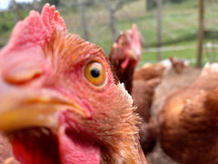 Free Range Chickens – Laying Hy-line Pullets - 16 Weeks Old