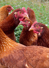 Free Range Chickens – Laying Hy-line Pullets - 16 Weeks Old