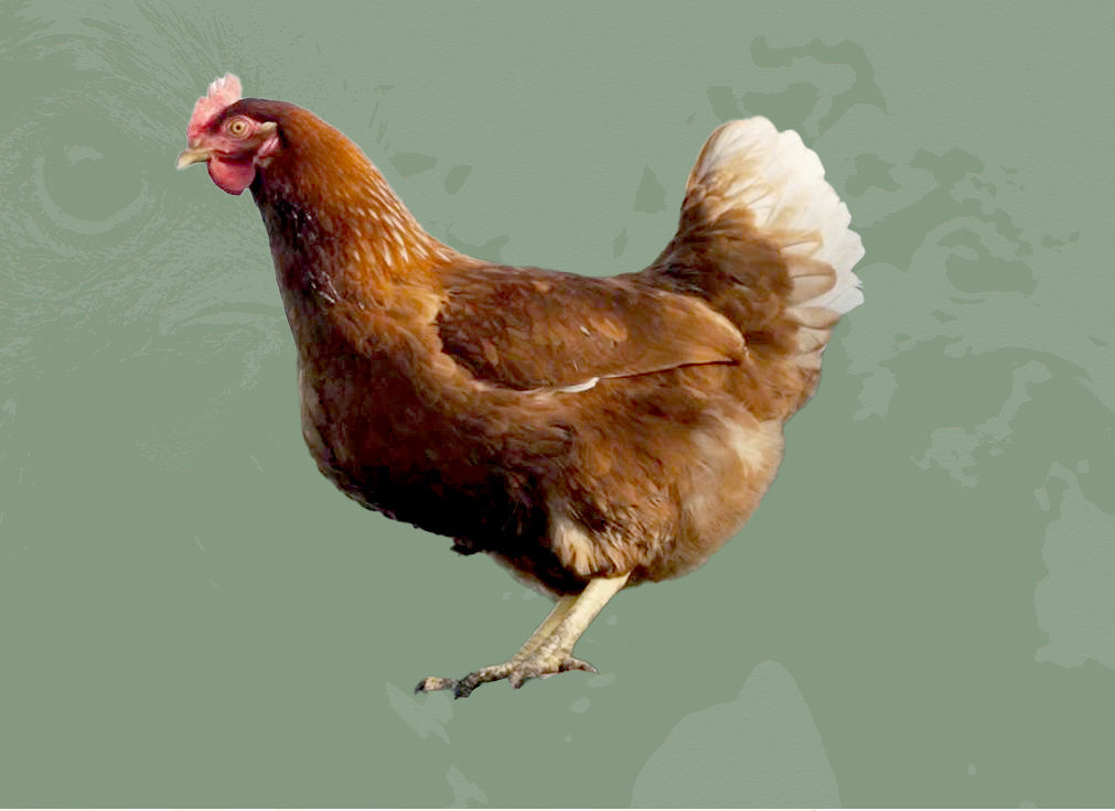 A Hy-Line Brown pullet reared at Baywide Chickens, Rangiuru