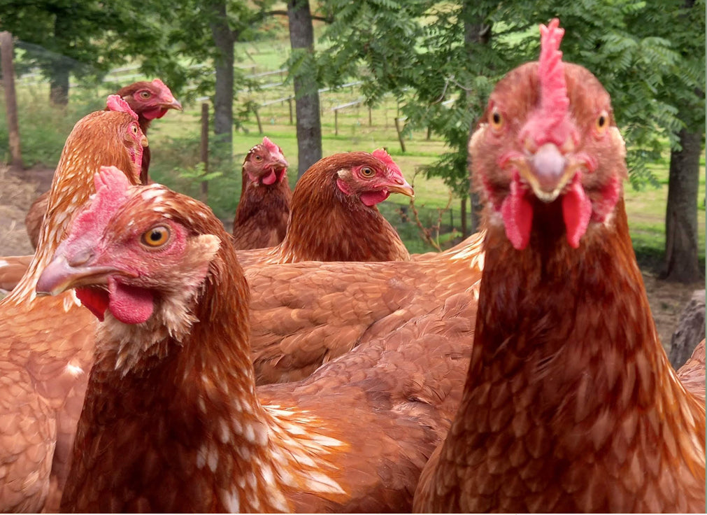 Hy-Line Brown pullets at point of lay, ready for collection